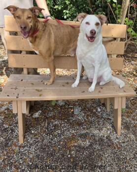 Hound and Labrador Retriever Dogs Available for Adoption - Chance & Jasper | PetCurious