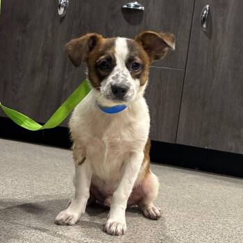 Pig -  Jack Russell Terrier and Mixed Breed Dog for Adoption in Tampa, Florida - Pig | PetCurious