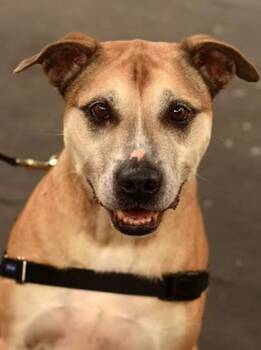 Rescue Labrador Retriever Dogs for Adoption in Roanoke, Virginia - Clarence | PetCurious