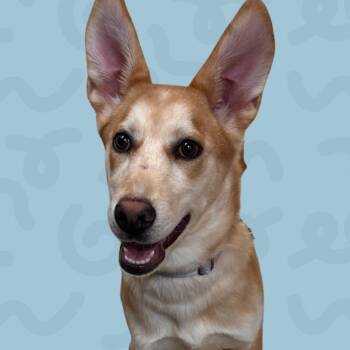 Angelina -  Husky and Shepherd Dog for Adoption in Reno, Nevada - Angelina | PetCurious