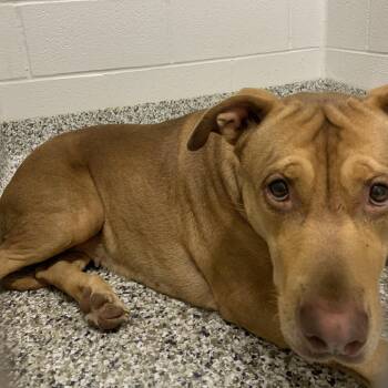 Labrador Retriever and Mixed Breed Dogs Available for Adoption in Morganton, North Carolina - Lyric | PetCurious