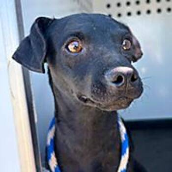 Yoshi - URGENT -  Chihuahua Dog for Adoption in Thousand Oaks, California - Yoshi - URGENT | PetCurious
