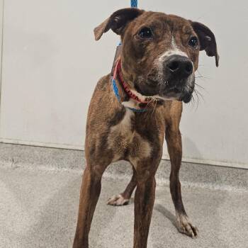 Terrier Dogs Available for Adoption - Hazi | PetCurious