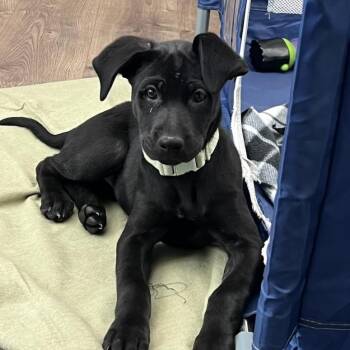 Mixed Breed Dogs Available for Adoption - Ionji | PetCurious