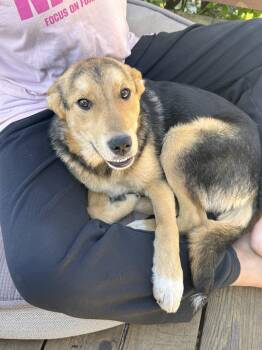 German Shepherd Dog Dogs Available for Adoption in Newport, Kentucky - Amy | PetCurious