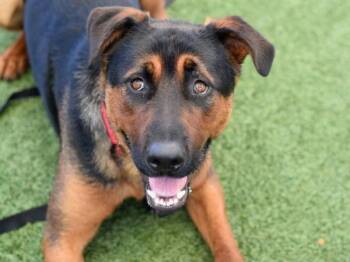 Didi -  Mixed Breed Dog for Adoption - Didi | PetCurious