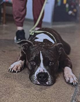 Rescue American Staffordshire Terrier Dogs for Adoption in Fort Madison, Iowa - Tug | PetCurious