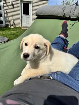 Mixed Breed Dogs Available for Adoption in Wyoming, Michigan - Zorro | PetCurious