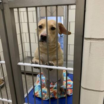 Meatloaf -  Dachshund and None Dog for Adoption in Bedford Park, Illinois - Meatloaf | PetCurious