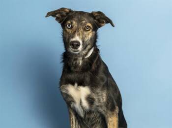 PURPLE -  Husky and Pit Bull Terrier Dog for Adoption in Phoenix, Arizona - PURPLE | PetCurious