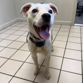 Terrier Dogs Available for Adoption in Tuscaloosa, Alabama - Dolly | PetCurious