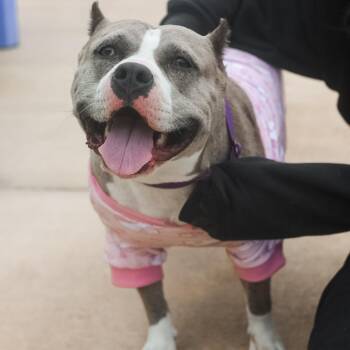 Dilly -  American Bully Dog Available for Adoption in Harlingen, Texas - Dilly | PetCurious