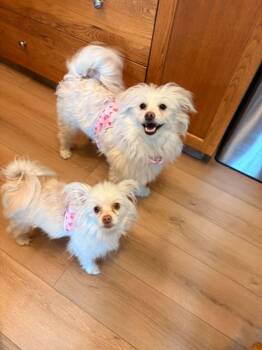 Ellie and Pumpkin -  Pomapoo Dog for Adoption in Didsbury, Alberta - Ellie And Pumpkin | PetCurious
