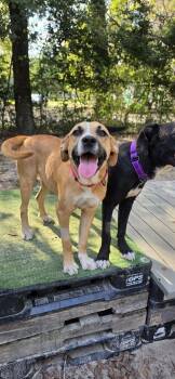 Millie May (Coming Soon) -  Hound Dog for Adoption in Bonifay, Florida - Millie May (Coming Soon) | PetCurious