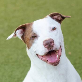 ROOTIE -  Mixed Breed Dog for Adoption in Cranston, Rhode Island - ROOTIE | PetCurious