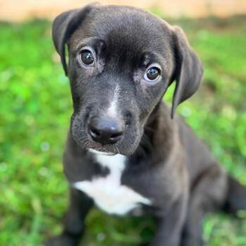 Tyler -  Husky and Mixed Breed Dog for Adoption in Brownsboro, Alabama - Tyler | PetCurious