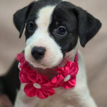 Bashful -  Hound Dog for Adoption in Wiggins, Mississippi - Bashful | PetCurious