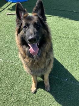 Lily -  German Shepherd Dog Dog for Adoption in Hollister, California - Lily | PetCurious