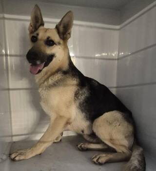 German Shepherd Dog Dogs Available for Adoption in Lawrenceville, Georgia - Vc - 1c | PetCurious