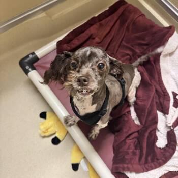 Gracie -  Havanese Dog for Adoption in Mineral Point, Wisconsin - Gracie | PetCurious