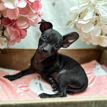 Darcy -  Chihuahua Dog for Adoption in Newberg, Oregon - Darcy | PetCurious