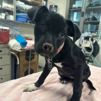 Rescue Mixed Breed Dogs for Adoption in Munster, Indiana - Pepper | PetCurious