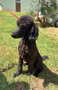 Smarty Marty -  Poodle Dog for Adoption in Taycheedah, Wisconsin - Smarty Marty | PetCurious