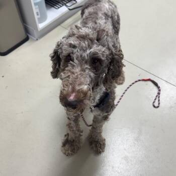 Standard Poodle Dogs Available for Adoption in Shelbyville, Illinois - Rusti | PetCurious