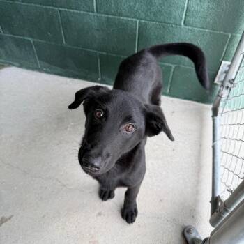 Labrador Retriever and German Shepherd Dog Dogs Available for Adoption in Carencro, Louisiana - Derpy | PetCurious