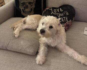 Rescue Wheaten Terrier Dogs for Adoption in Davie, Florida - Cyndie | PetCurious