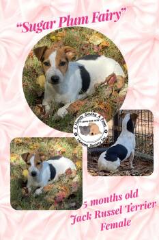 Rescue Jack Russell Terrier Dogs for Adoption in Thomson, Georgia - Sugar Plum Fairy | PetCurious