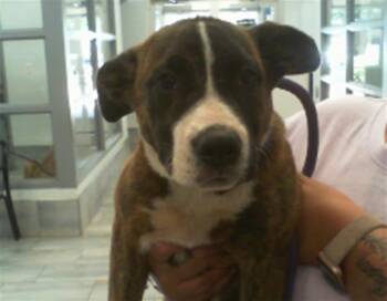 BIG MAMA -  Pit Bull Terrier Dog for Adoption in Charlotte, North Carolina - BIG MAMA | PetCurious