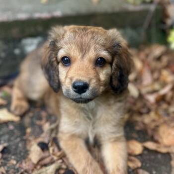 Bambi -  Miniature Poodle and Spaniel Dog for Adoption in Biltmore Forest, North Carolina - Bambi | PetCurious
