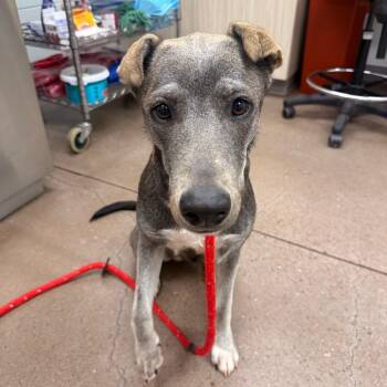 Jenna -  Mixed Breed Dog for Adoption in Chattanooga, Tennessee - Jenna | PetCurious