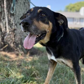 Nitro -  Shepherd Dog for Adoption in Columbia, South Carolina - Nitro | PetCurious
