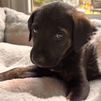Anya -  Collie and Hound Dog for Adoption in Stokesdale, North Carolina - Anya | PetCurious