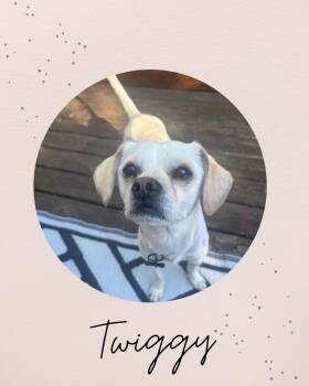 Beagle Dogs Available for Adoption in Coquitlam, British Columbia - TWIGGY | PetCurious