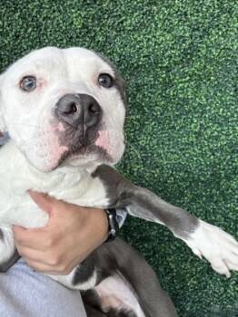 Rescue Pit Bull Terrier and Mixed Breed Dogs for Adoption in El Paso, Texas - 59819703 | PetCurious