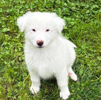 Ghost -  Great Pyrenees and Australian Shepherd Dog for Adoption in Rochester, New York - Ghost | PetCurious
