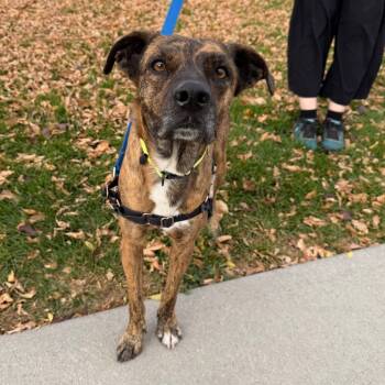 Rescue German Shepherd Dog and Pit Bull Terrier Dogs for Adoption in Murray, Utah - Mocha | PetCurious