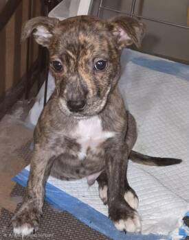 Yoshi -  Mixed Breed Dog for Adoption in Cedar Rapids, Iowa - Yoshi | PetCurious