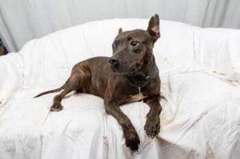 Mixed Breed Dogs Available for Adoption - Mary-Kate Fka Dog 3 | PetCurious