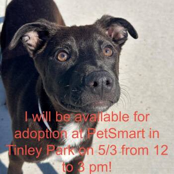 Mixed Breed Dogs Available for Adoption in Matteson, Illinois - Jacky | PetCurious