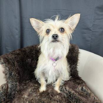 Yorkshire Terrier and Chihuahua Dogs Available for Adoption in Round Rock, Texas - Lucy | PetCurious