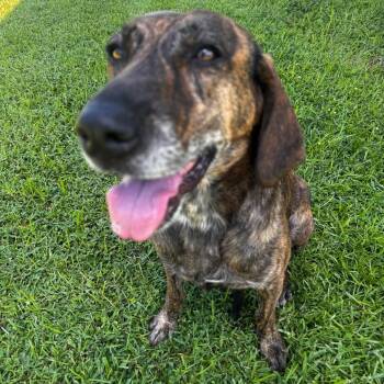 JUNIPER -  Hound and Mixed Breed Dog for Adoption in Indiantown, Florida - JUNIPER | PetCurious