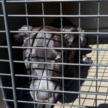 Ariel -  Terrier and Mixed Breed Dog for Adoption in Montgomery, Alabama - Ariel | PetCurious