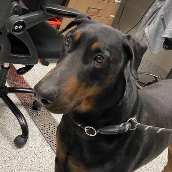 Benji -  Doberman Pinscher Dog for Adoption in Reno, Nevada - Benji | PetCurious