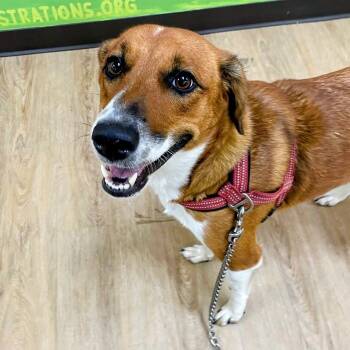 Rosie -  Collie and Labrador Retriever Dog for Adoption in Lyndhurst, Virginia - Rosie | PetCurious