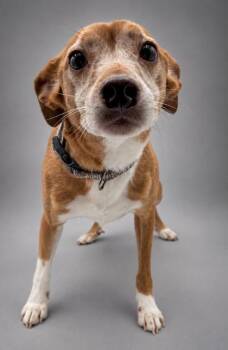 Diablo -  Chihuahua and Mixed Breed Dog for Adoption in Bowling Green, Kentucky - Diablo | PetCurious