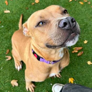 English Bulldog Dogs Available for Adoption - Mocha | PetCurious